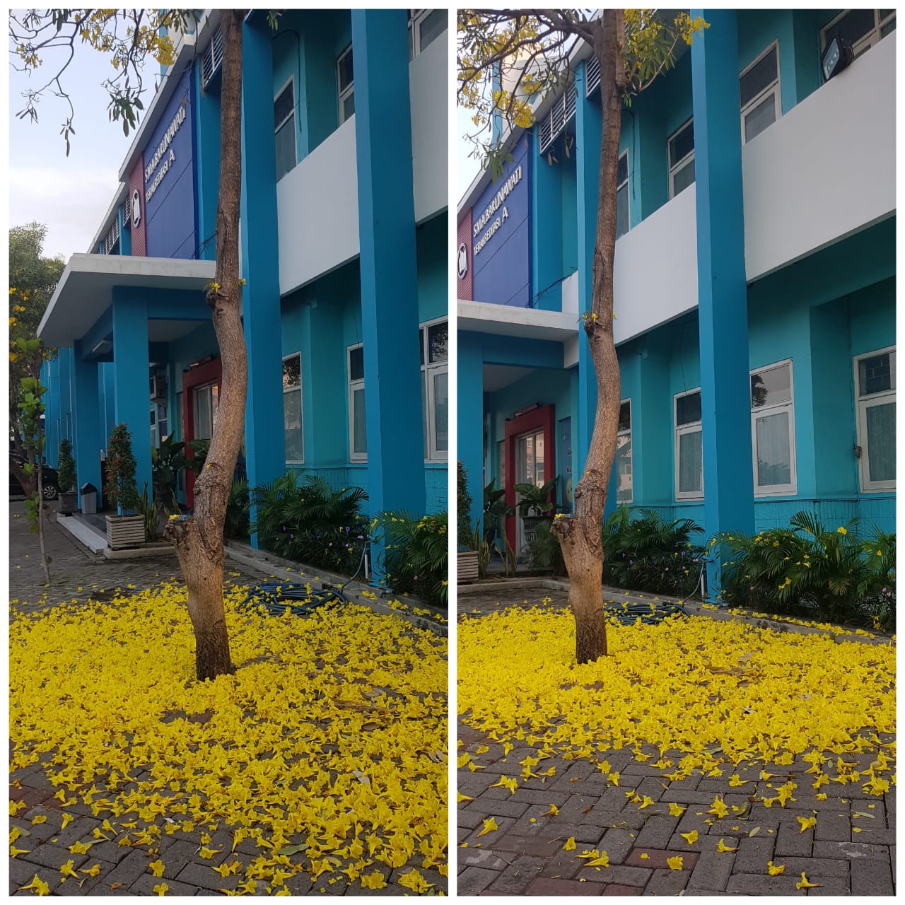 Gambar Cuaca Ekstrim, Angsana Berguguran